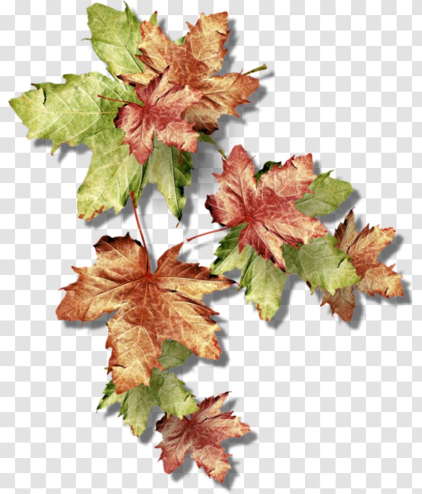Autumn Leaves Leaf Branch - September Transparent PNG