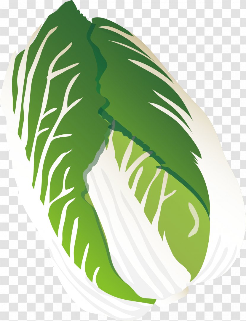 Leaf Vegetable Illustration - Tree - Cabbage Vector Element Transparent PNG