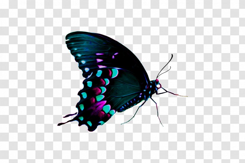 Butterfly Computer Software - Organism - Throne Transparent PNG