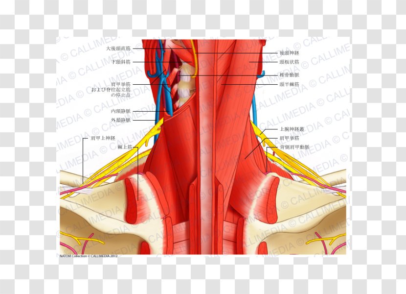 Posterior Triangle Of The Neck Head And Anatomy Human Body Blood Vessel - Cartoon - Frame Transparent PNG