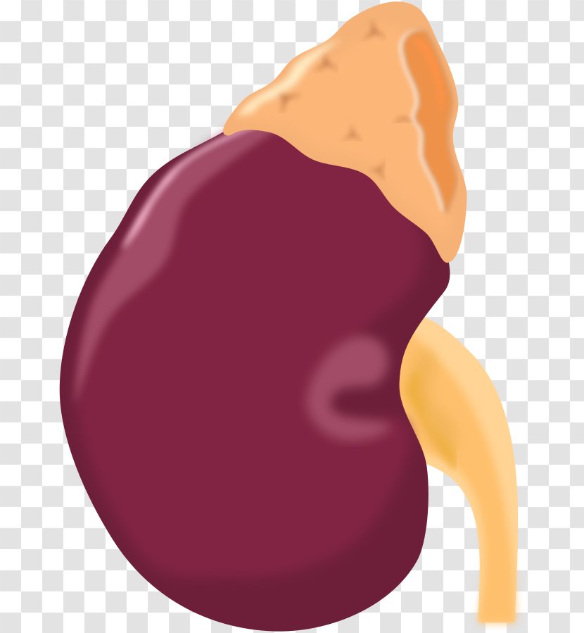 Chronic Kidney Disease Transplantation Clip Art - Heart - Two Kidneys Transparent PNG