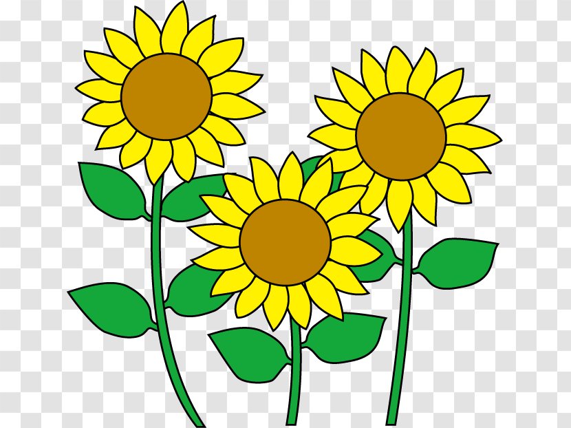 Common Sunflower Cartoon Clip Art - Daisy Family - Flower Transparent PNG