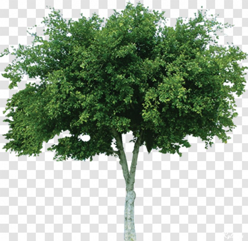 Tree Cercis Siliquastrum Deciduous Mangifera Indica Bouea Macrophylla - Color - Nursery Transparent PNG