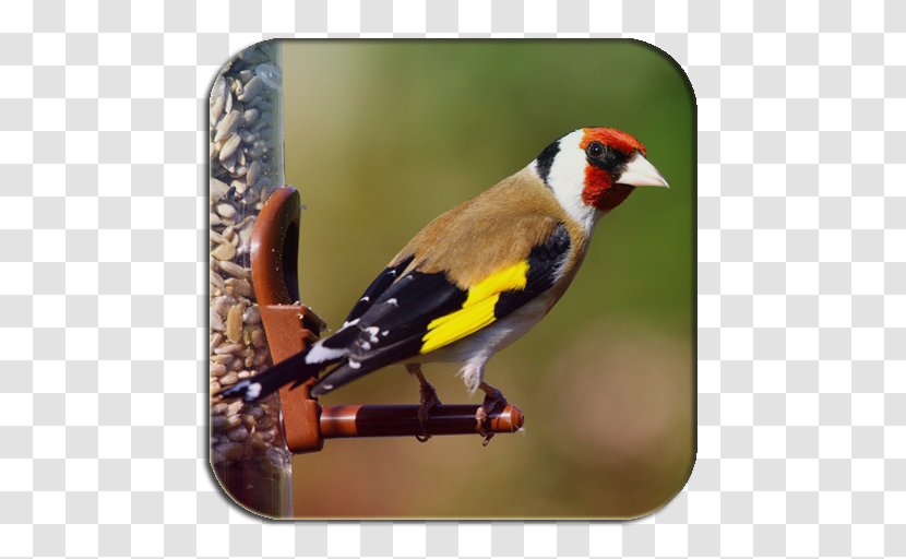 Bird Finches Passerine European Goldfinch Zebra Finch - Chardonneret Transparent PNG