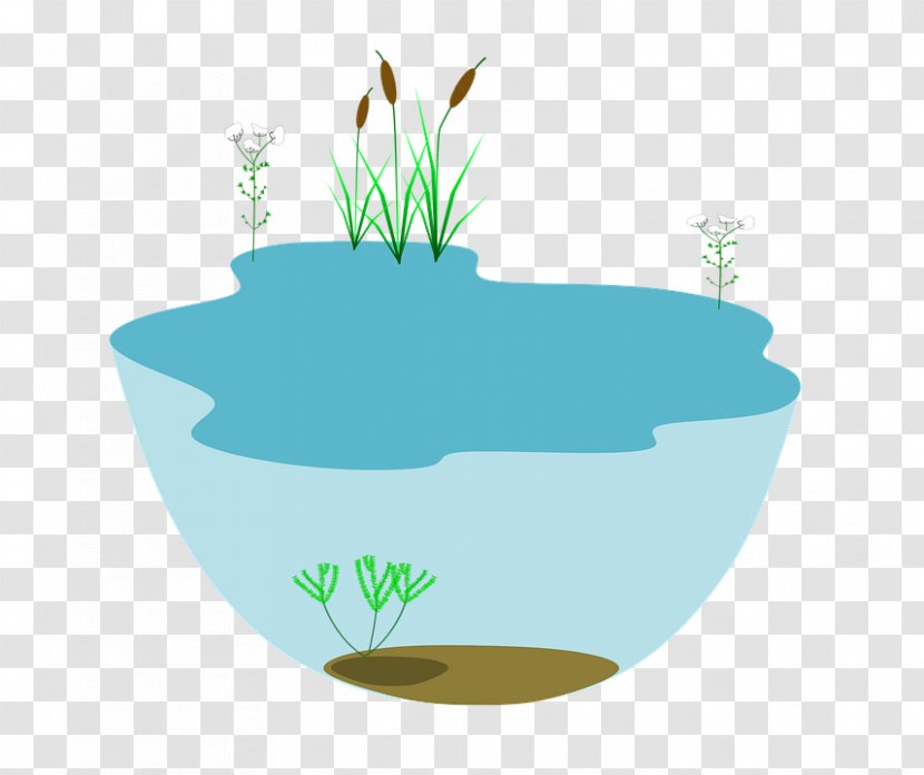 Ecology Ecosystem Asiatic Cholera Natural Environment Biology - Ecological Succession - Biome Illustration Transparent PNG