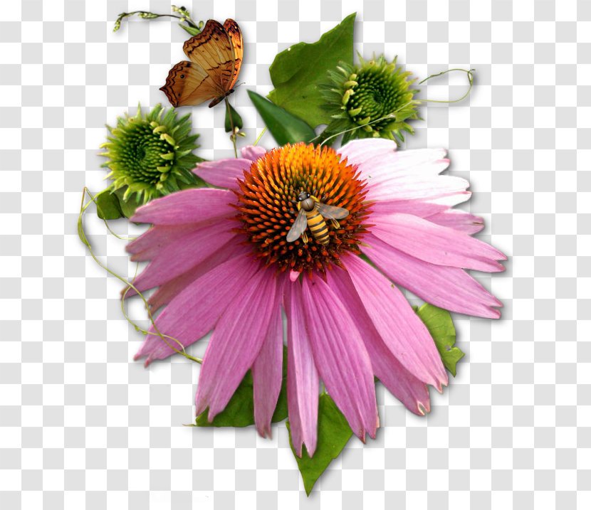 Flower Common Daisy Clip Art - Email Transparent PNG