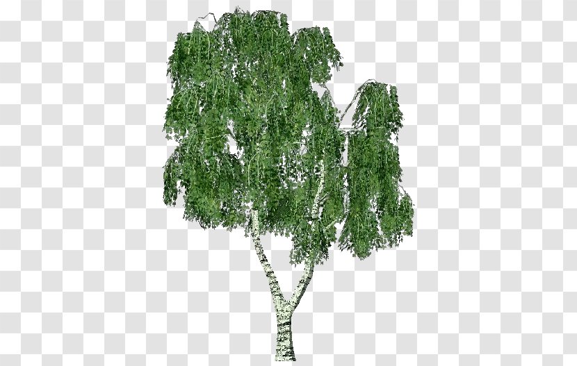 Silver Birch Sweet Tree Swamp Betula Pubescens Transparent PNG