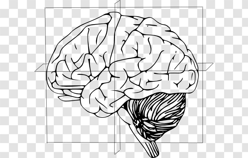 Human Brain Drawing Clip Art - Cartoon Transparent PNG