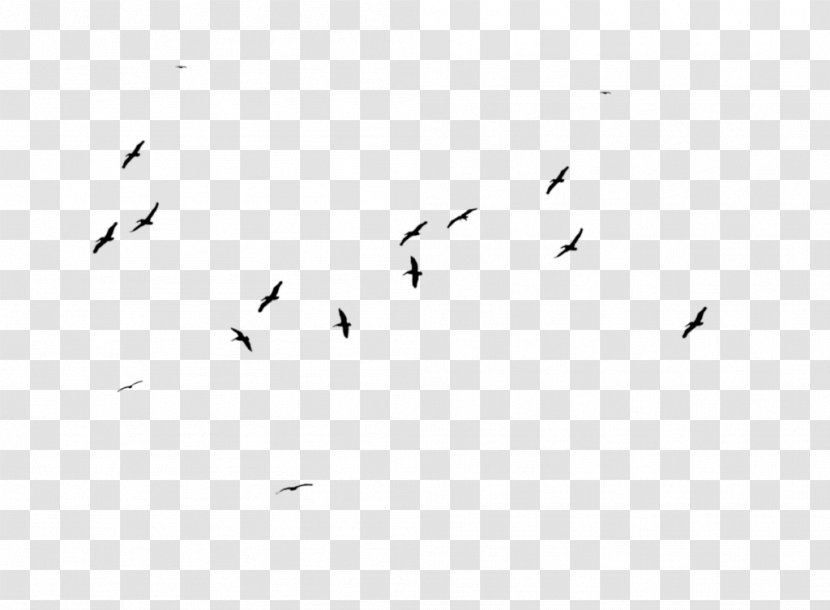 Flock Bird Migration White Font Transparent PNG
