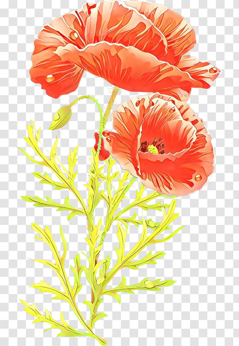 Flower Cut Flowers Plant Petal Flowering - Corn Poppy Family Transparent PNG