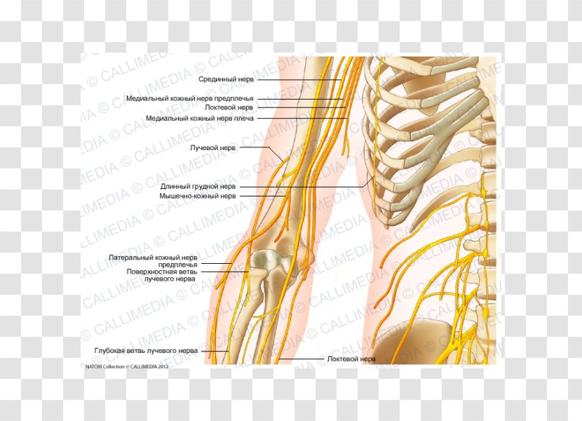 Nerve Shoulder Nervous System Coronal Plane Arm - Watercolor Transparent PNG