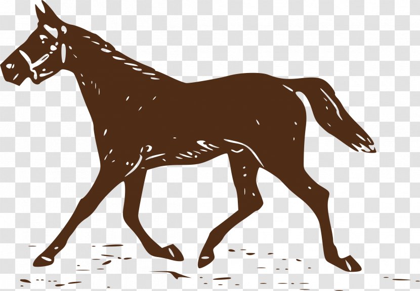 Stallion Equestrian Mule Mustang Foal - Halter - Horses Transparent PNG