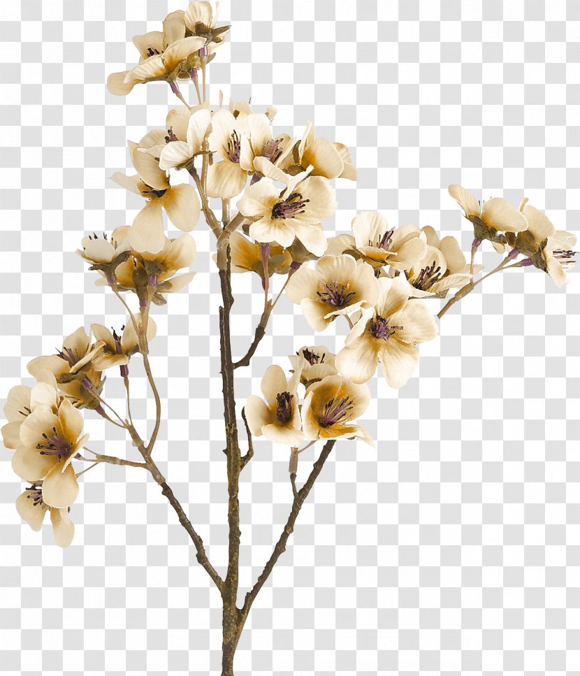 Cut Flowers Brown Color - Yellow - Flower Transparent PNG