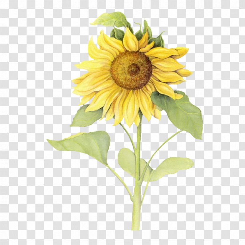 Download Icon - Daisy Family - Yellow Sunflower Vector Transparent PNG