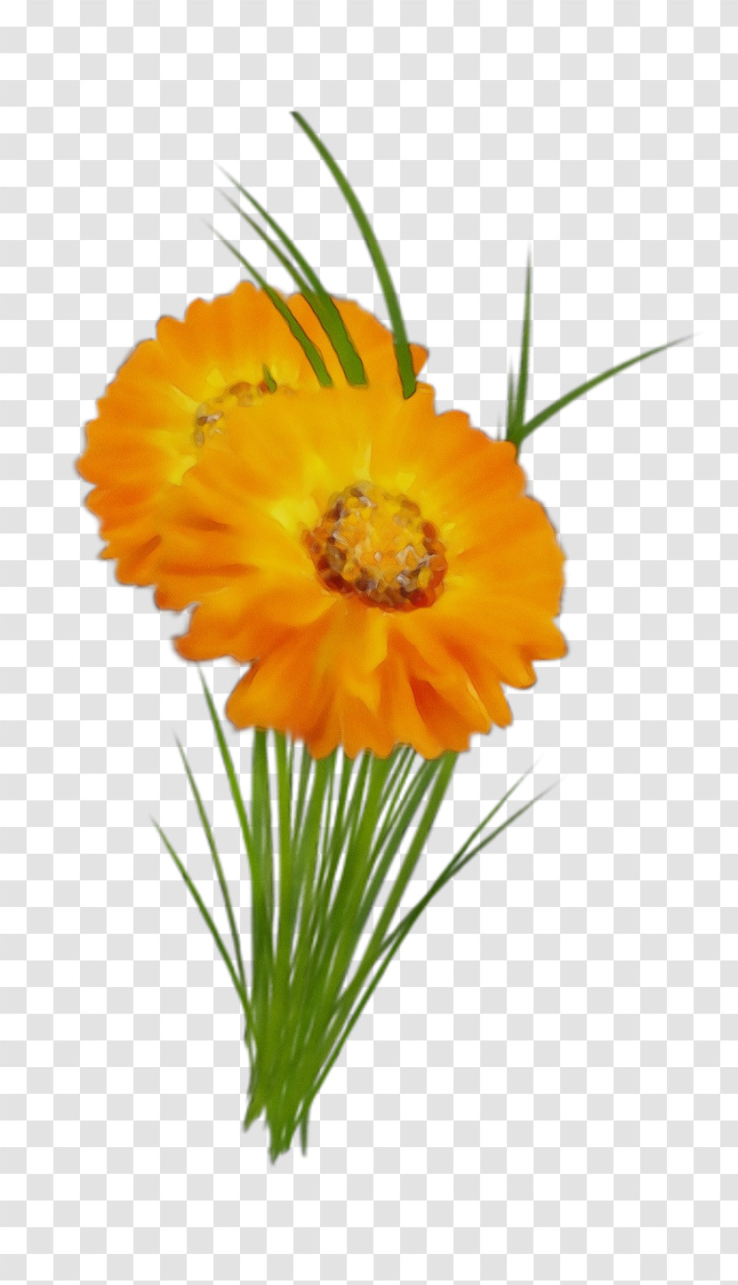 Plant Stem Transvaal Daisy Cut Flowers Annual Plant Pot Marigold Transparent PNG
