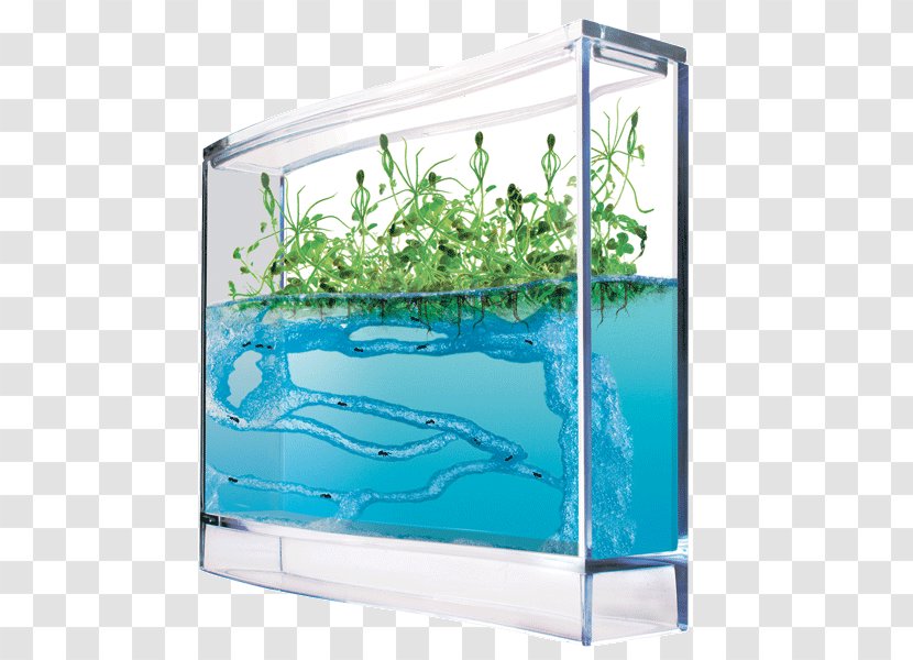 Ants And Plants Formicarium Ecosystem - Water - Plant Transparent PNG