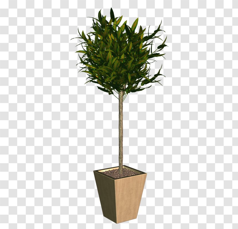 Treelet Plant Trunk Japanese Holly - Phyllostachys Heteroclada - Tree Transparent PNG