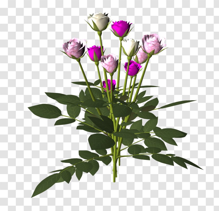 Garden Roses Cut Flowers Centifolia Clip Art - Pink Family - Flower Transparent PNG