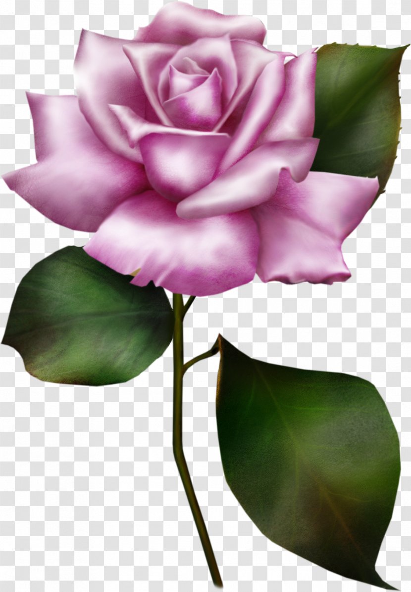 Wedding Invitation Flower Rose Clip Art - White Roses Transparent PNG