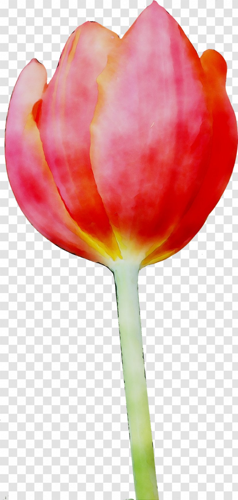 Tulip Clip Art Image Transparency - Photography - Watercolor Paint Transparent PNG