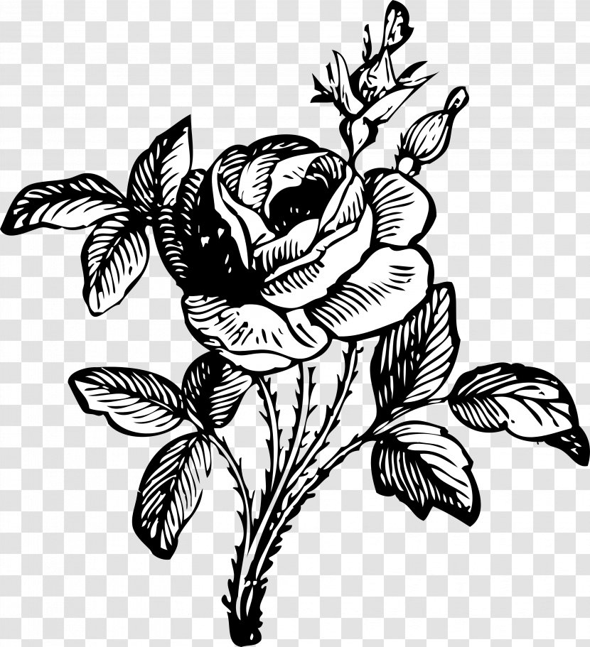 Rose Flower Drawing Clip Art - Frame - Black And White Drawings Transparent PNG
