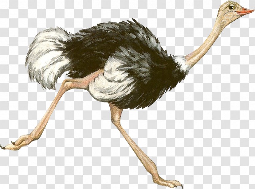 Common Ostrich Bird Emu - Ratite Transparent PNG