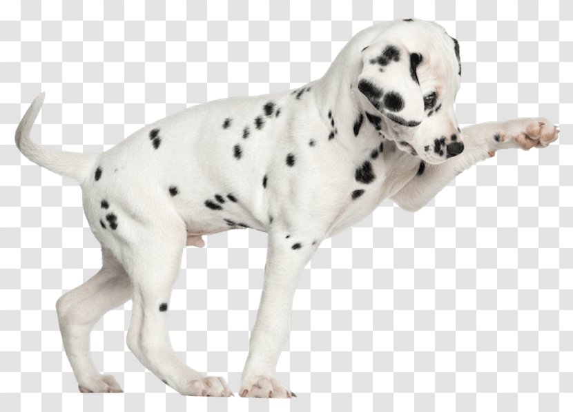 Dalmatian Dog Puppy Kitten Chihuahua Stock Photography Transparent PNG