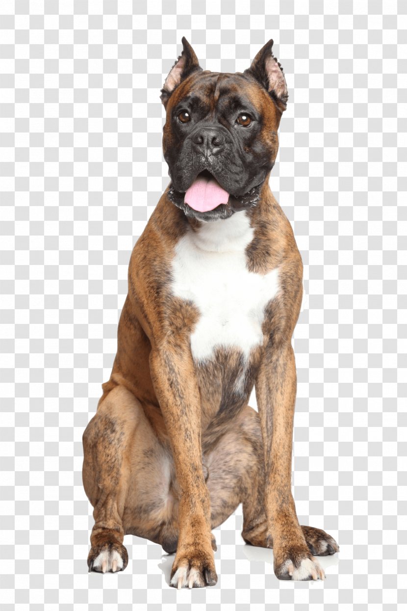 Boxer Dog Breed Perro De Presa Canario French Bulldog - Puppy Transparent PNG
