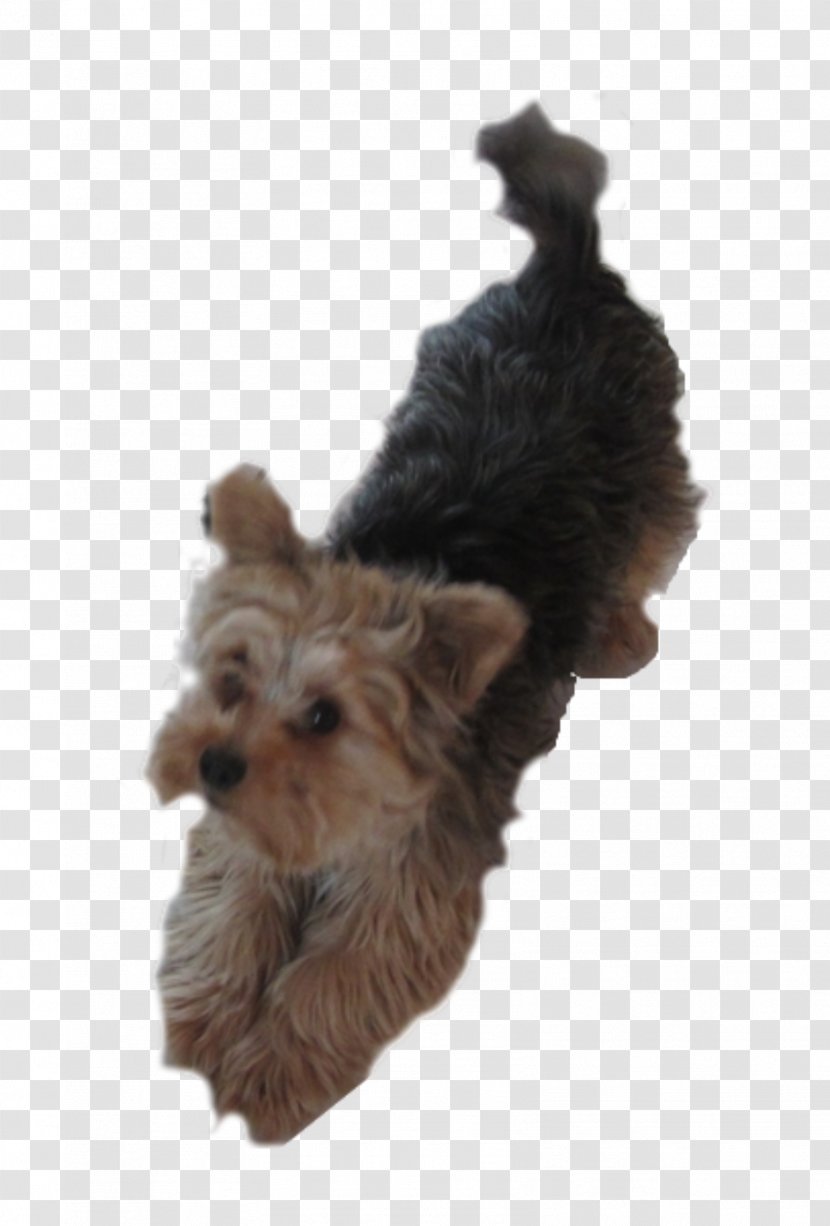 Yorkshire Terrier Australian Puppy Norwich Silky - Yorkie Transparent PNG