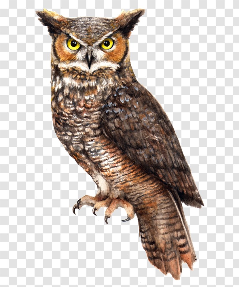 Barn Owl Pellet Bird Vole - Bone - File Transparent PNG