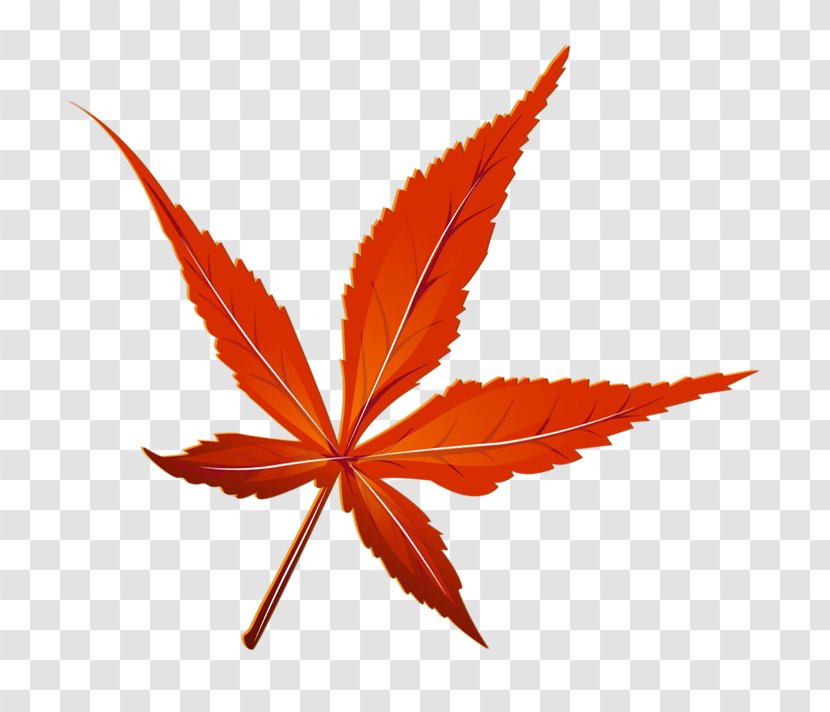 Maple Leaf Clip Art - Plant - Transparent Red Picture Transparent PNG