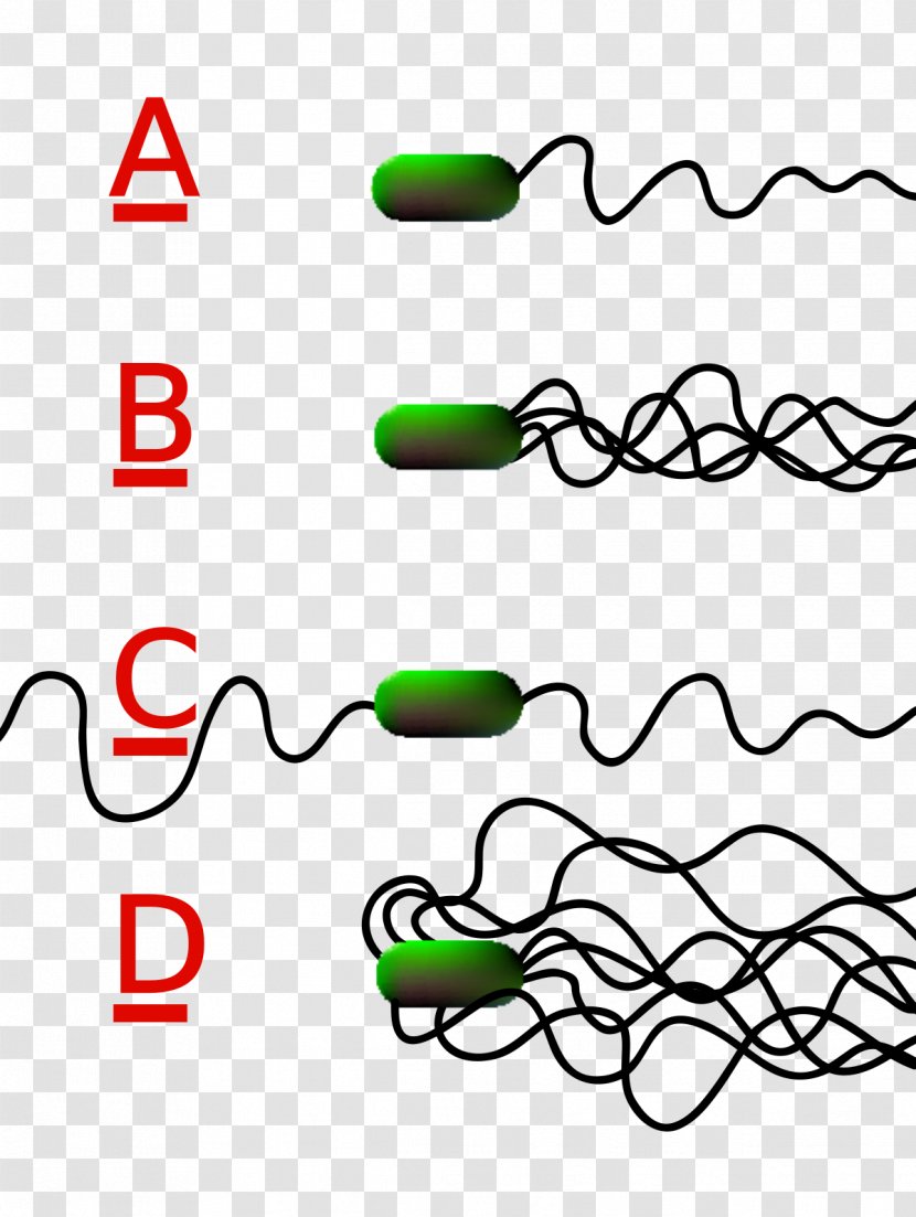 Flagellum Bacteria Prokaryote Cell Flagellate - Clostridium Tetani Transparent PNG