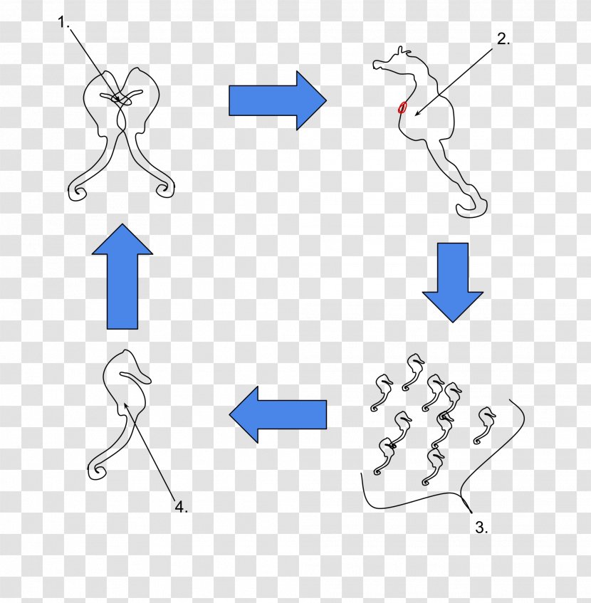 Biological Life Cycle Pair Bond Pouch Birth Big-belly Seahorse - Mating Transparent PNG