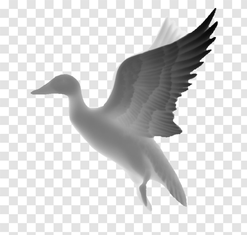 Black And White Grayscale Relief Carving - Ducks Geese Swans Transparent PNG