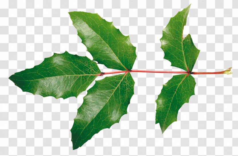 Holly Christmas - Twig Canoe Birch Transparent PNG
