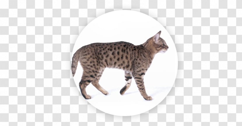 California Spangled Manx Cat Cymric Wildcat Ocelot - Carnivoran - Kurilian Bobtail Transparent PNG