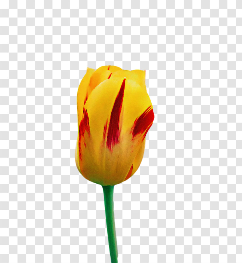 Plant Stem Cut Flowers Tulip Bud Petal Transparent PNG