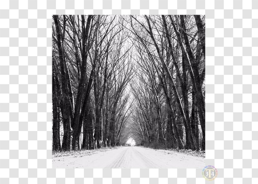 Black And White Stock Photography Color - Monochrome - Painting Transparent PNG