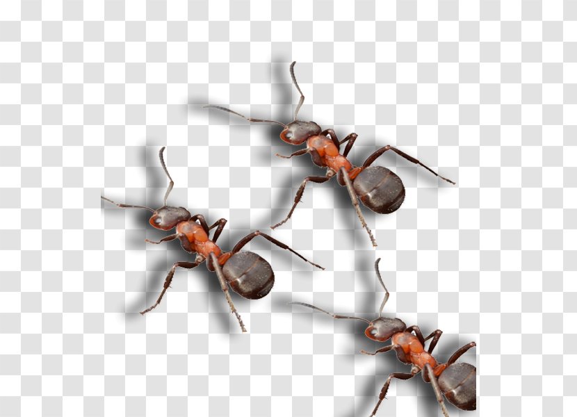 Ant Pest Control Spider North Dallas - Black Transparent PNG
