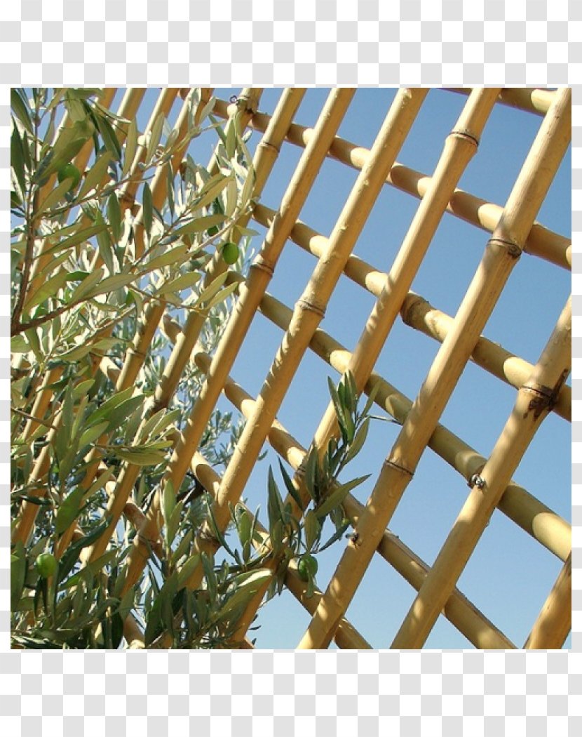 Bamboo Bambou Trellis Phyllostachys Nigra Edulis - Grass Transparent PNG