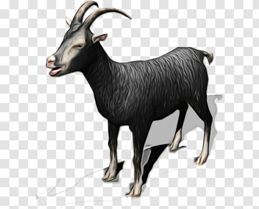 Goat Chamois Cattle Mammal Fauna - Horn Transparent PNG