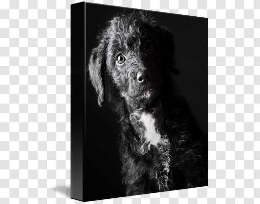 Schnoodle Boykin Spaniel Flat-Coated Retriever Portuguese Water Dog Spanish - Snout - Puppy Transparent PNG