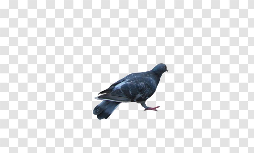 Columbidae Rock Dove Stock Homing Pigeon - Beak Transparent PNG