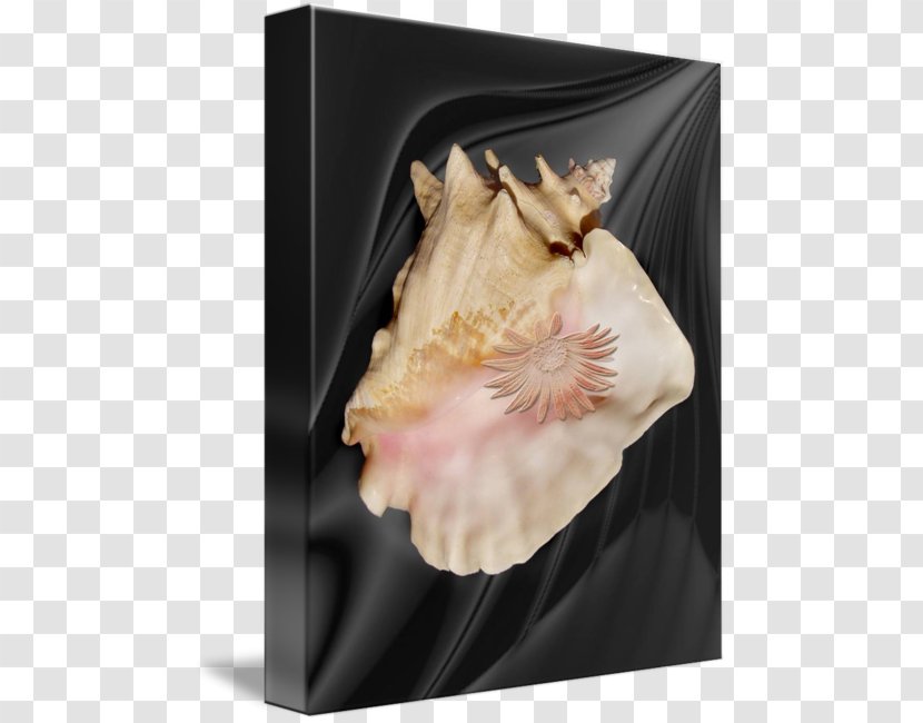 Seashell Conch - Shell Transparent PNG