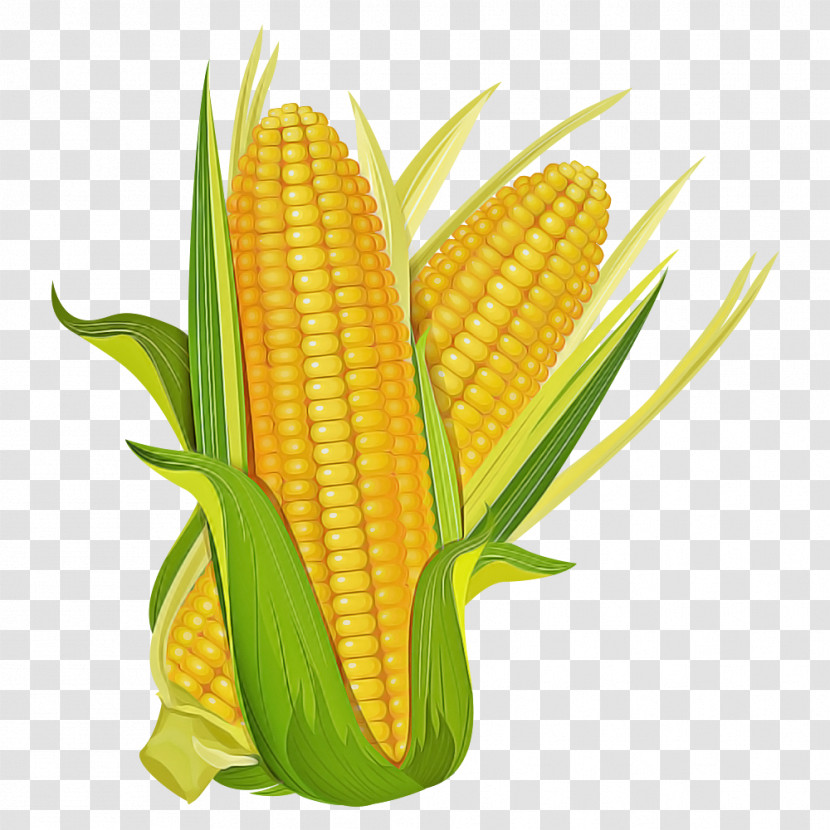 Corn Kernels Corn Corn On The Cob Sweet Corn Corn On The Cob Transparent PNG