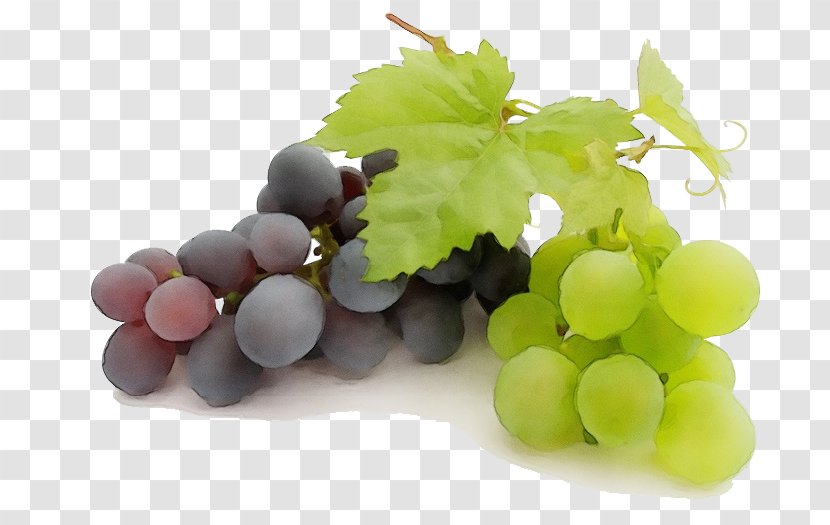 Grape Leaves Seedless Fruit Grapevine Family Vitis - Seed Extract Sultana Transparent PNG