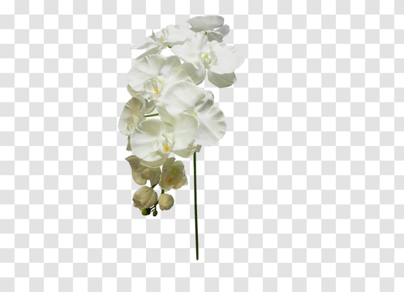 Moth Orchids Cut Flowers Floral Design - Petal - Artificial Berry Branches Transparent PNG