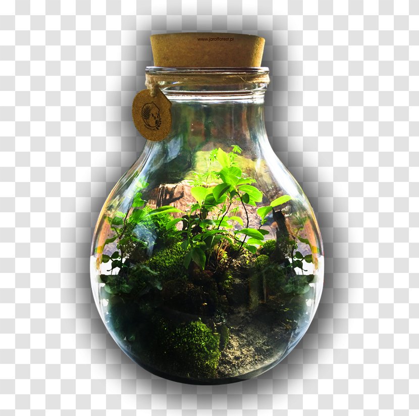 Forest Child Glass Bottle Ecosystem Transparent PNG