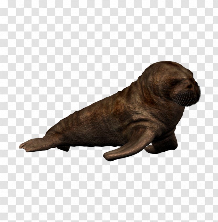 Calf Sea Lion Pacific Walrus Puppy Dolphin - Dog Like Mammal Transparent PNG