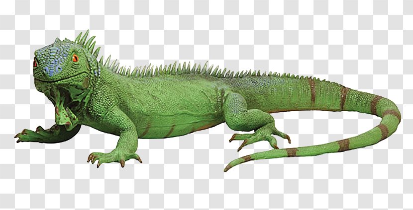 Lizard Reptile Green Iguana Chameleons - Iguania Transparent PNG